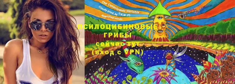 Галлюциногенные грибы Psilocybe  сколько стоит  даркнет формула  Жуковский 